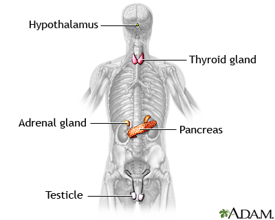 adrenal glands release which hormone